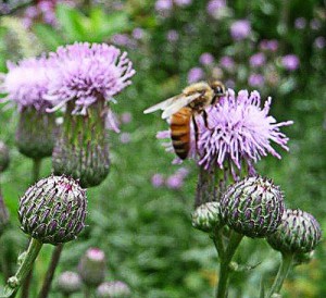 honeybee-on-thistle-1-(2)