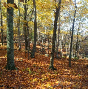 Hartman Park Fall