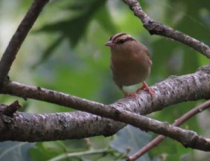 Worm eating warbler by Patrick Comins