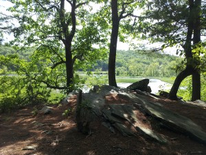 SElden Creek Preserve