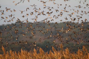 swallows-close3