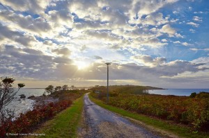 The Neck-Plum Island-Robert Lorenz