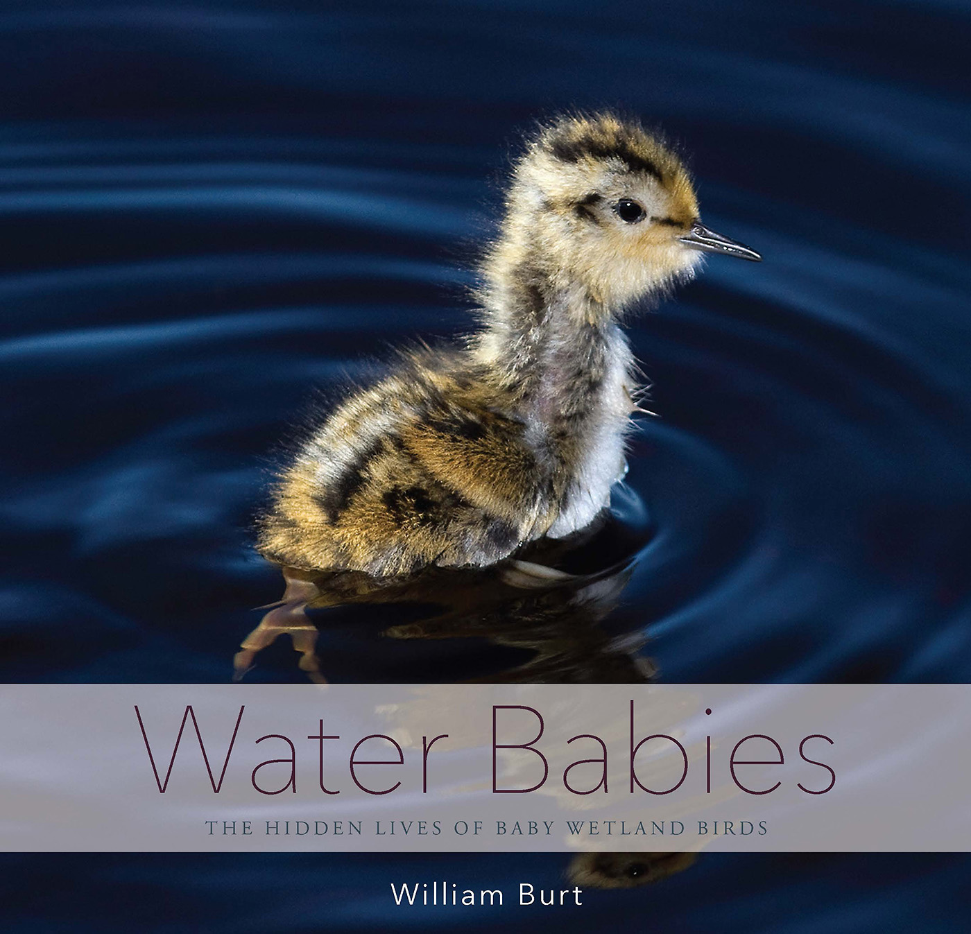Water Babies: The Hidden Life of Baby Wetland... 