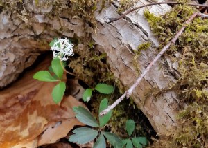 Saxifraga