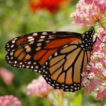 1024px-Monarch_Butterfly_Danaus_plexippus_Milkweed