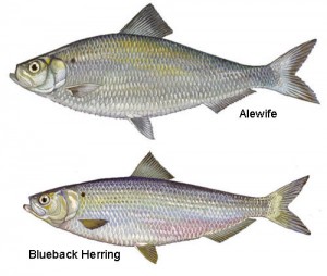 river_herring