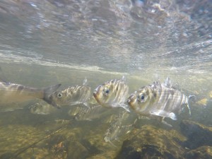 Alewives swimming