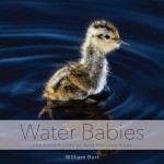 Water Babies–COVER ©Wm Burt