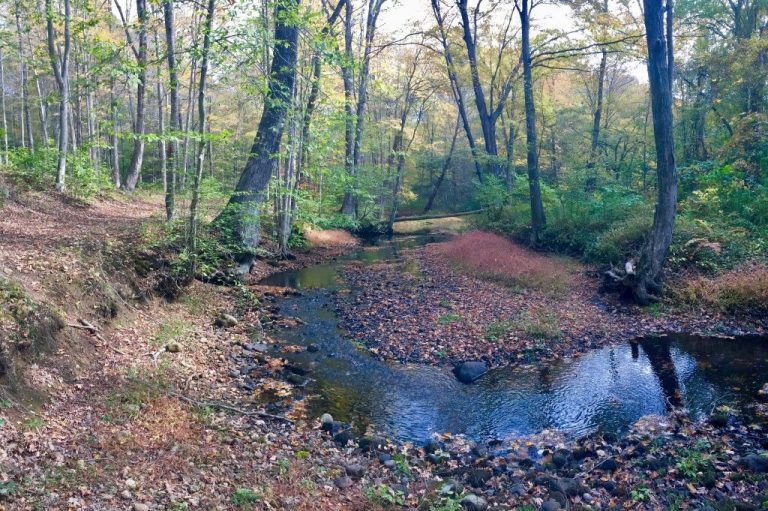 Read more about the article NaturePlace Self-Guided Walk for All Ages Introduced