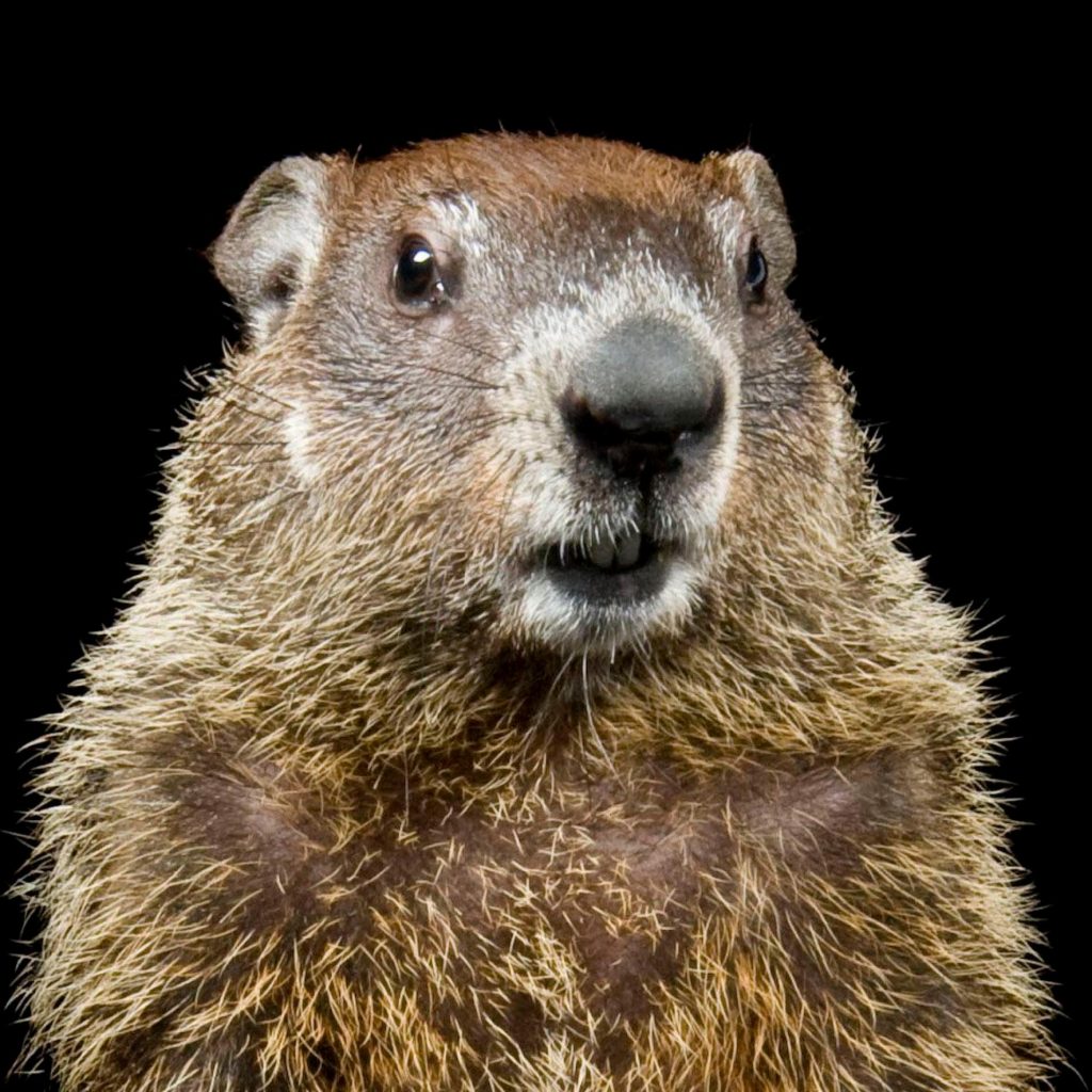 Groundhog Day Walk Lyme Land Conservation Trust
