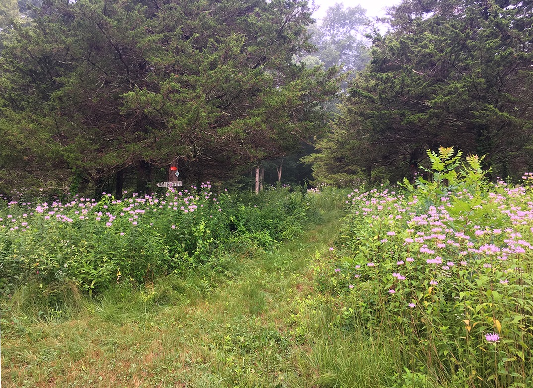 Read more about the article Lyme Land Trust Annual Meeting 2019