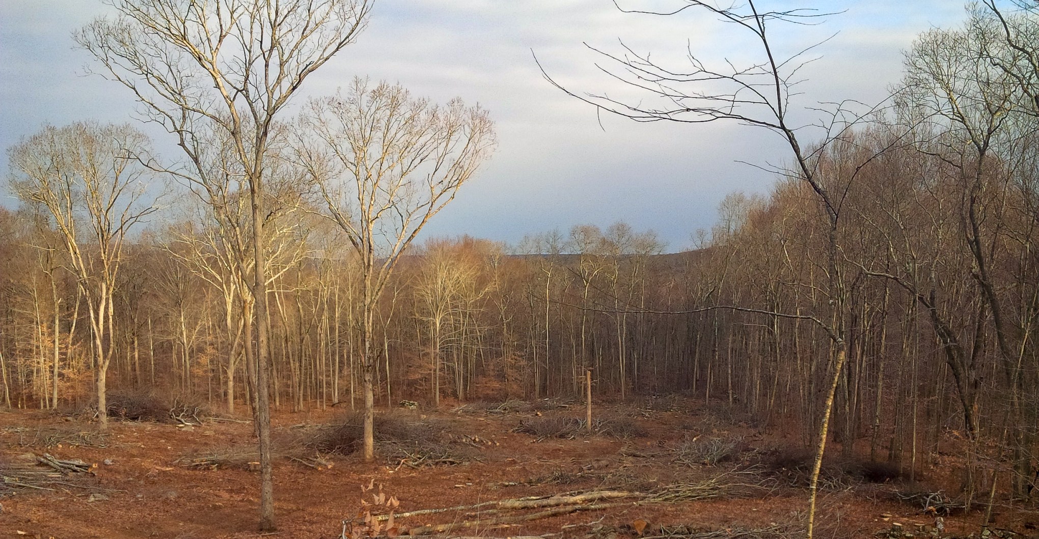 Read more about the article Young Forest Habitat Initiative Brings Balance to Lyme Woodland