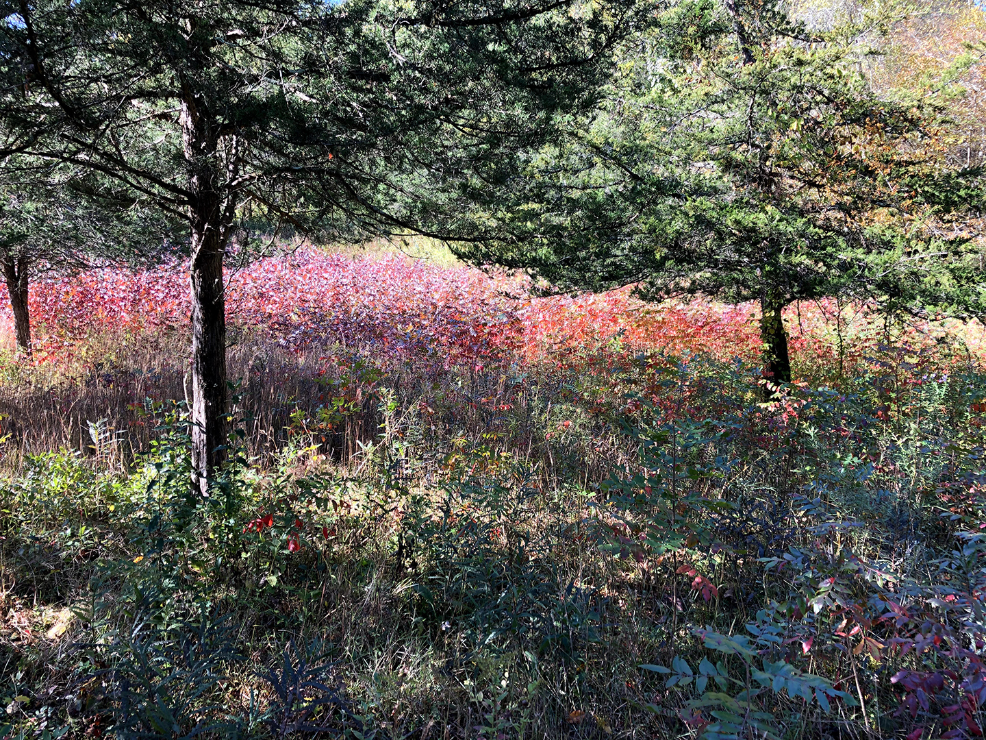 Read more about the article River to Ridgetop Preserves Meadows