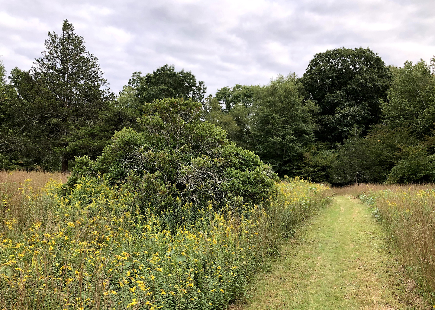 Read more about the article Hartman Park Field