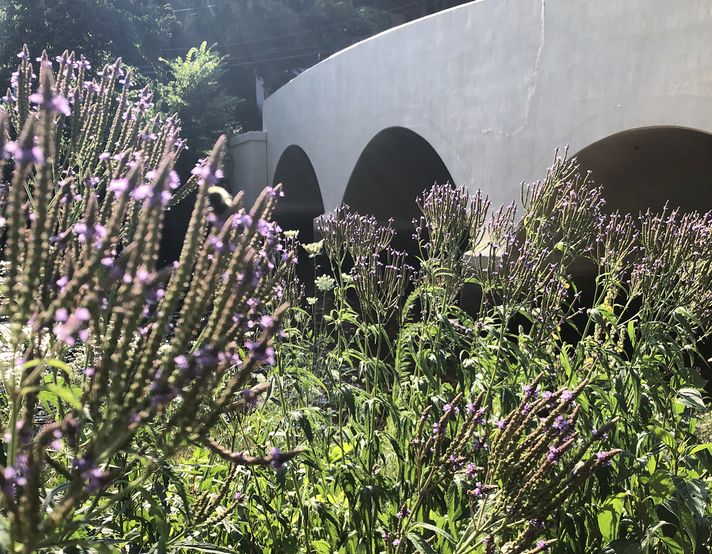 Reed Landing Work Party Lyme Land Conservation Trust