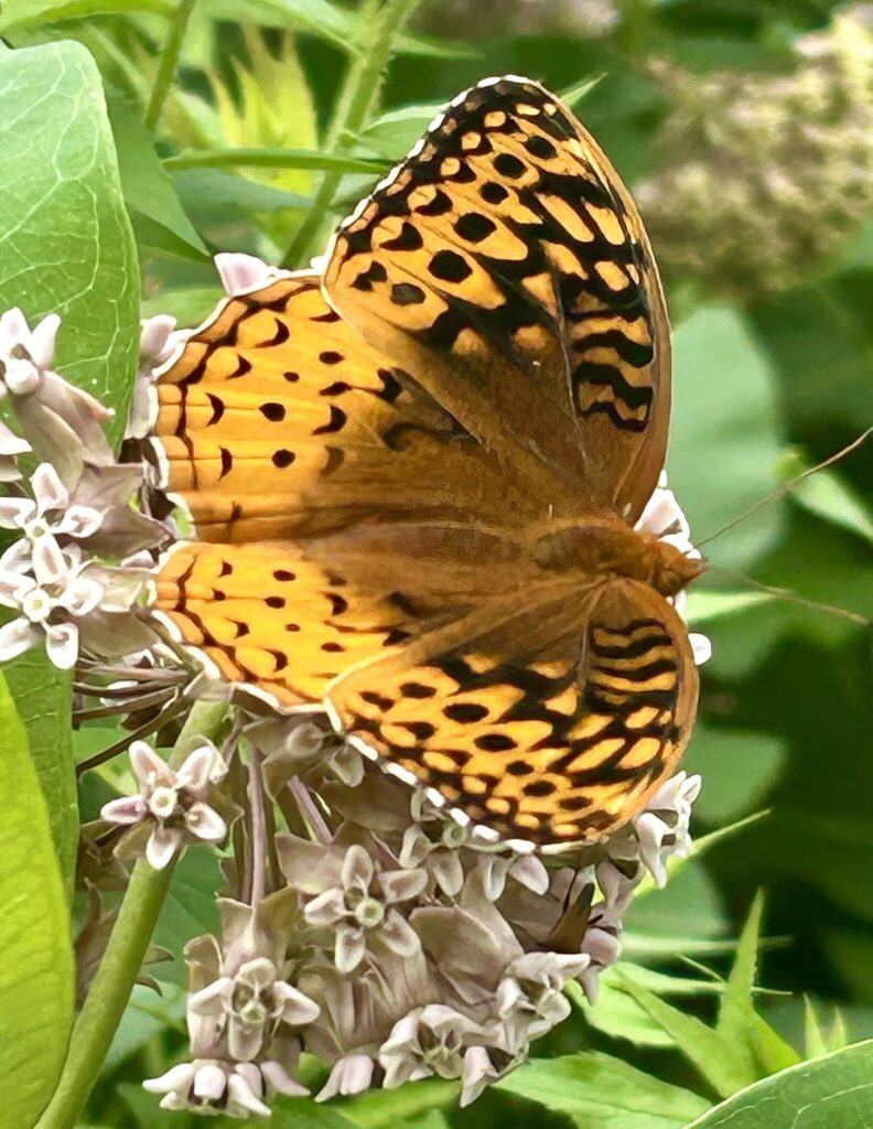 Great Spangled Fritillary on Milkweed-Joan Rivington