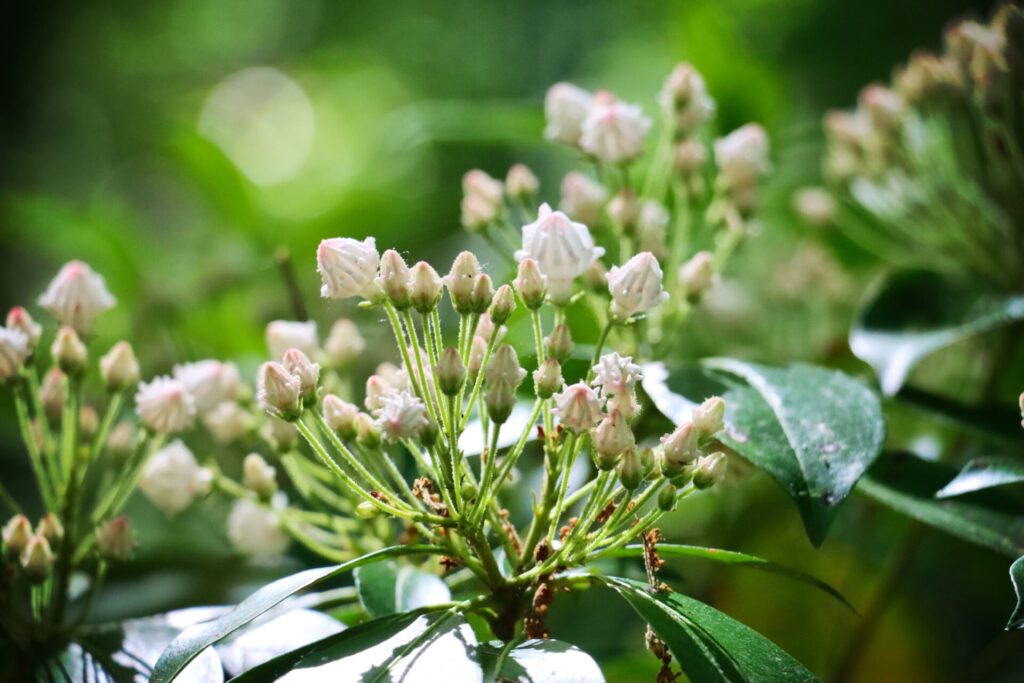 Mountain Laurel-Bryn Souza