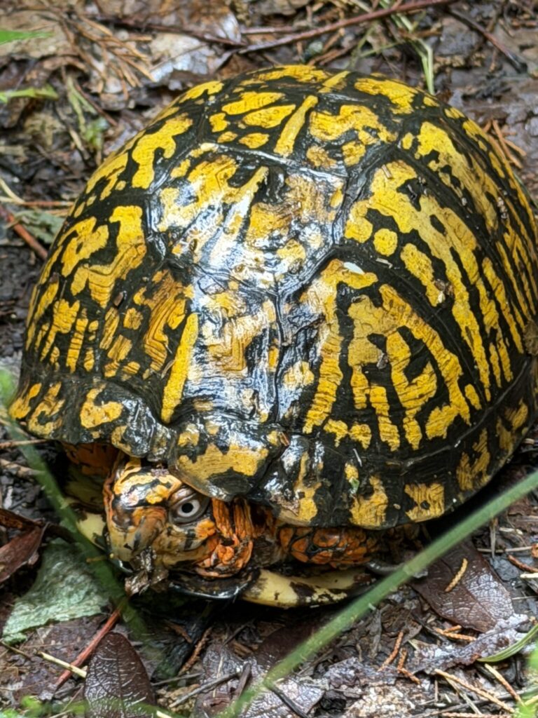 Unexpected Box Turtle-Jos Konst
