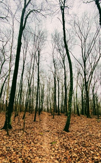 IMG_6043 Bewitching Winter Woods
Photographer: Kip Bergstrom (Photo of Distinction)
January 17, 2022 Chauncy Eno Preserve This was the day I finished hiking the Moore Trail. It was a gray day witch gave the woods a hauntingly bewitching quality.