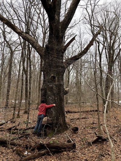 Wolf tree Honey hill Wolf tree Honey hill